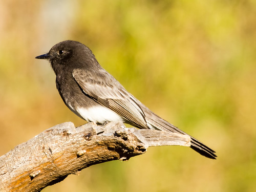 Black Phoebe • <a style="font-size:0.8em;" href="http://www.flickr.com/photos/59465790@N04/8416796605/" target="_blank">View on Flickr</a>