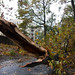 Hurricane Sandy: An Uptown Perspective