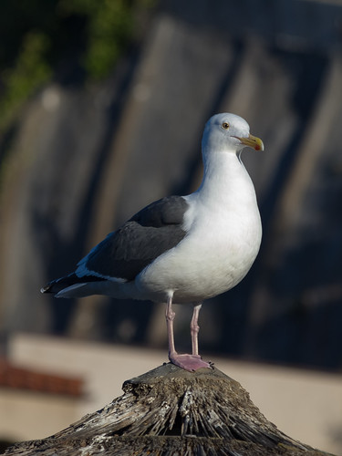 Western Gull • <a style="font-size:0.8em;" href="http://www.flickr.com/photos/59465790@N04/8220321864/" target="_blank">View on Flickr</a>