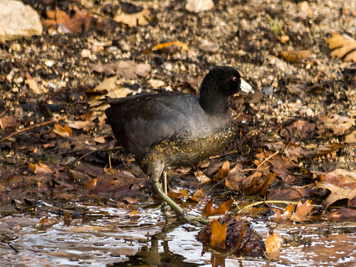 American Coot • <a style="font-size:0.8em;" href="http://www.flickr.com/photos/59465790@N04/8246221666/" target="_blank">View on Flickr</a>