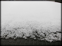 Melting snow - 2nd snow of December - North Italy