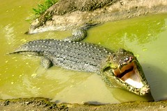 Croc • <a style="font-size:0.8em;" href="http://www.flickr.com/photos/89972965@N03/8189841413/" target="_blank">View on Flickr</a>