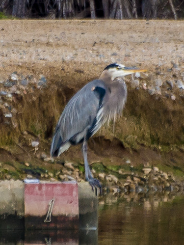 Great Blue Heron • <a style="font-size:0.8em;" href="http://www.flickr.com/photos/59465790@N04/8192536398/" target="_blank">View on Flickr</a>