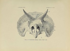 Anglų lietuvių žodynas. Žodis genus triceratops reiškia genties triceratopsas lietuviškai.