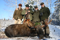 Moose Hunting In Estonia