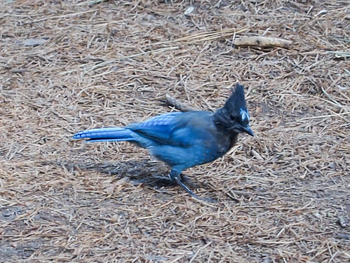 Steller's Jay • <a style="font-size:0.8em;" href="http://www.flickr.com/photos/59465790@N04/8219309923/" target="_blank">View on Flickr</a>