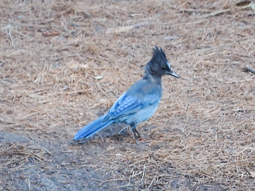 Steller's Jay • <a style="font-size:0.8em;" href="http://www.flickr.com/photos/59465790@N04/8219310171/" target="_blank">View on Flickr</a>