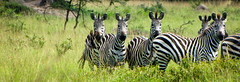 Zebras crossing