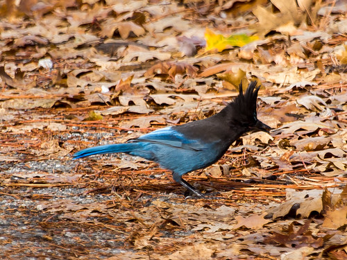 Steller's Jay • <a style="font-size:0.8em;" href="http://www.flickr.com/photos/59465790@N04/8246214086/" target="_blank">View on Flickr</a>