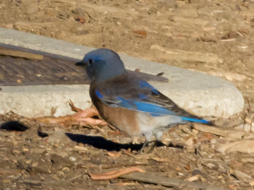 Western Bluebird • <a style="font-size:0.8em;" href="http://www.flickr.com/photos/59465790@N04/8188991805/" target="_blank">View on Flickr</a>