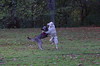 Dog Dance 03.11.2012