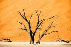 Deadvlei Sossusvlei Namibia • <a style="font-size:0.8em;" href="https://www.flickr.com/photos/21540187@N07/8291685589/" target="_blank">View on Flickr</a>