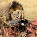 Lion Kill in Okavango Delta, Botswana • <a style="font-size:0.8em;" href="https://www.flickr.com/photos/21540187@N07/8293306531/" target="_blank">View on Flickr</a>