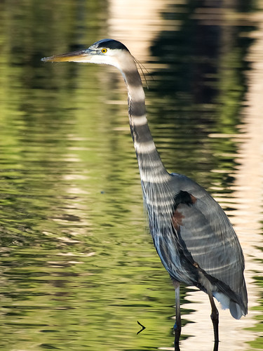 Great Blue Heron • <a style="font-size:0.8em;" href="http://www.flickr.com/photos/59465790@N04/8314876275/" target="_blank">View on Flickr</a>