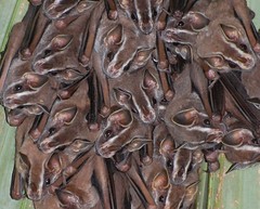 Tent-making bats (Uroderma bilobatum)