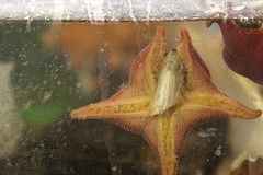 Starfish eating fish head • <a style="font-size:0.8em;" href="http://www.flickr.com/photos/27717602@N03/8333083362/" target="_blank">View on Flickr</a>