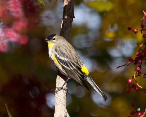 Yellow-rumped Warbler • <a style="font-size:0.8em;" href="http://www.flickr.com/photos/59465790@N04/8260807484/" target="_blank">View on Flickr</a>