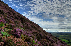 Heather on Blencathra • <a style="font-size:0.8em;" href="https://www.flickr.com/photos/21540187@N07/8290952801/" target="_blank">View on Flickr</a>