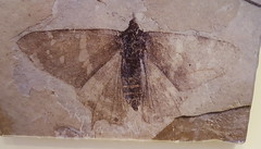 Butterfly fossil