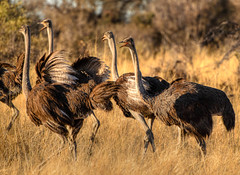 Ostrich in Okavango Delta, Botswana • <a style="font-size:0.8em;" href="https://www.flickr.com/photos/21540187@N07/8293287473/" target="_blank">View on Flickr</a>