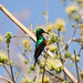 Marico Sunbird in Okavango Delta, Botswana • <a style="font-size:0.8em;" href="https://www.flickr.com/photos/21540187@N07/8293292661/" target="_blank">View on Flickr</a>
