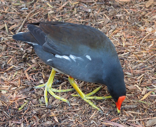 Common Gallinule • <a style="font-size:0.8em;" href="http://www.flickr.com/photos/59465790@N04/8347969649/" target="_blank">View on Flickr</a>