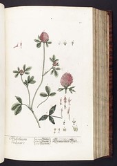 Anglų lietuvių žodynas. Žodis genus trifolium reiškia genties trifolium lietuviškai.