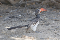 Redbilled Hornbill, Namibia • <a style="font-size:0.8em;" href="https://www.flickr.com/photos/21540187@N07/8292846982/" target="_blank">View on Flickr</a>