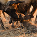 Wild Dog Pubs in Okavango Delta, Botswana • <a style="font-size:0.8em;" href="https://www.flickr.com/photos/21540187@N07/8293283693/" target="_blank">View on Flickr</a>