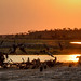 Sunrise with Lion Kill in Chobe National Park Botswana • <a style="font-size:0.8em;" href="https://www.flickr.com/photos/21540187@N07/8293282821/" target="_blank">View on Flickr</a>