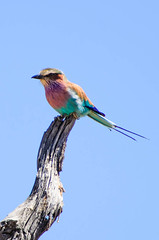 Lilacbreasted Roller, Botswana • <a style="font-size:0.8em;" href="https://www.flickr.com/photos/21540187@N07/8294361656/" target="_blank">View on Flickr</a>