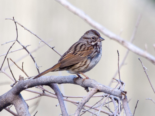 Song Sparrow • <a style="font-size:0.8em;" href="http://www.flickr.com/photos/59465790@N04/8300660393/" target="_blank">View on Flickr</a>