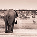 Elephant scaring lions with Zebra watching in Etosha National Park, Namibia • <a style="font-size:0.8em;" href="https://www.flickr.com/photos/21540187@N07/8291791921/" target="_blank">View on Flickr</a>
