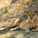 Lioness in Okavango Delta, Botswana • <a style="font-size:0.8em;" href="https://www.flickr.com/photos/21540187@N07/8294340874/" target="_blank">View on Flickr</a>