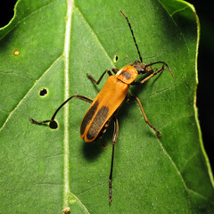 Goldenrod Soldier Beetle