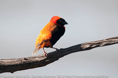 Red Bishop • <a style="font-size:0.8em;" href="http://www.flickr.com/photos/56545707@N05/8364369231/" target="_blank">View on Flickr</a>