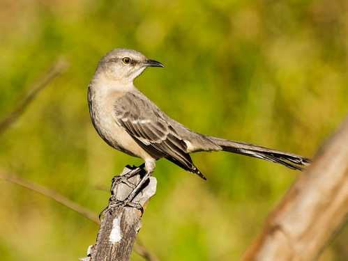 Northern Mockingbird • <a style="font-size:0.8em;" href="http://www.flickr.com/photos/59465790@N04/8409284935/" target="_blank">View on Flickr</a>