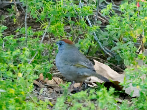 Green-tailed Towhee • <a style="font-size:0.8em;" href="http://www.flickr.com/photos/59465790@N04/8563434700/" target="_blank">View on Flickr</a>