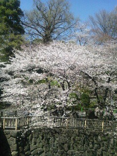 親水公園の桜きれいです！この週末は賑わい...
