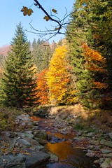Herbst im Schwarzwassertal • <a style="font-size:0.8em;" href="http://www.flickr.com/photos/91814557@N03/8514788669/" target="_blank">View on Flickr</a>