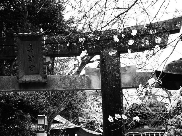 江ノ島旅行桜などのモノクロ写真の写真