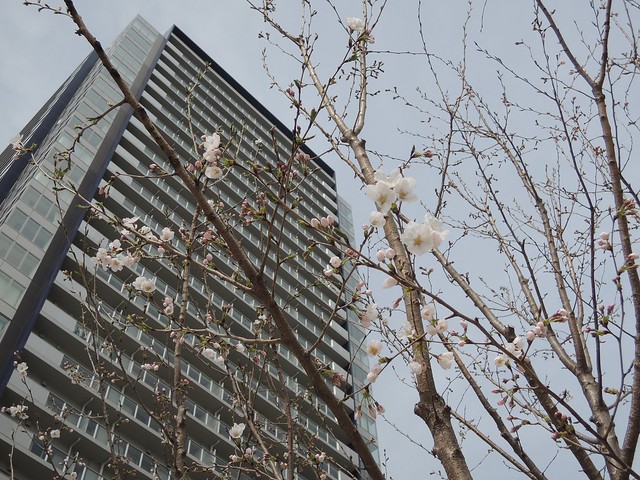 リヴァリエ前の桜が咲いていました。春が楽...