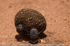 Dung Beetle • <a style="font-size:0.8em;" href="http://www.flickr.com/photos/56545707@N05/8365426356/" target="_blank">View on Flickr</a>