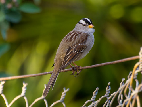 White-crowned Sparrow • <a style="font-size:0.8em;" href="http://www.flickr.com/photos/59465790@N04/8478500922/" target="_blank">View on Flickr</a>