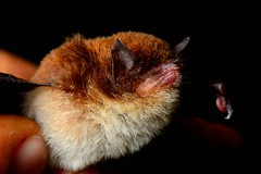 Murcielago / Spix's disk-winged bat