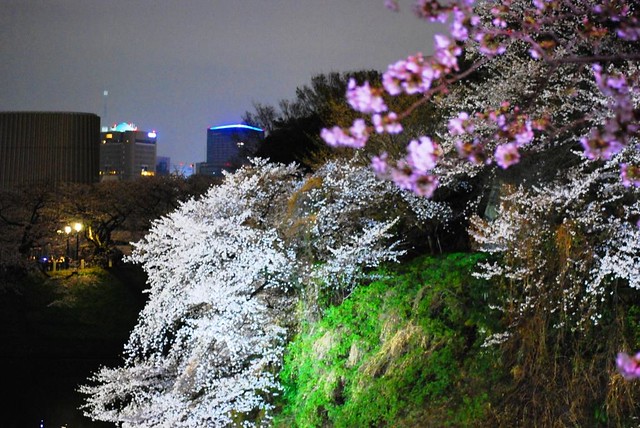 昨夜、千鳥ヶ淵で夜桜観賞してきました。ワ...