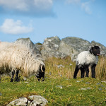 Sheep on the Bog Road <a style="margin-left:10px; font-size:0.8em;" href="http://www.flickr.com/photos/89335711@N00/8596279430/" target="_blank">@flickr</a>