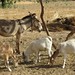 Faye's donkey and goats