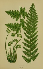 Anglų lietuvių žodynas. Žodis buckler fern reiškia buckler paparčio lietuviškai.
