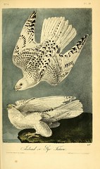 Anglų lietuvių žodynas. Žodis falco rusticolus reiškia <li>Falco rusticolus</li> lietuviškai.
